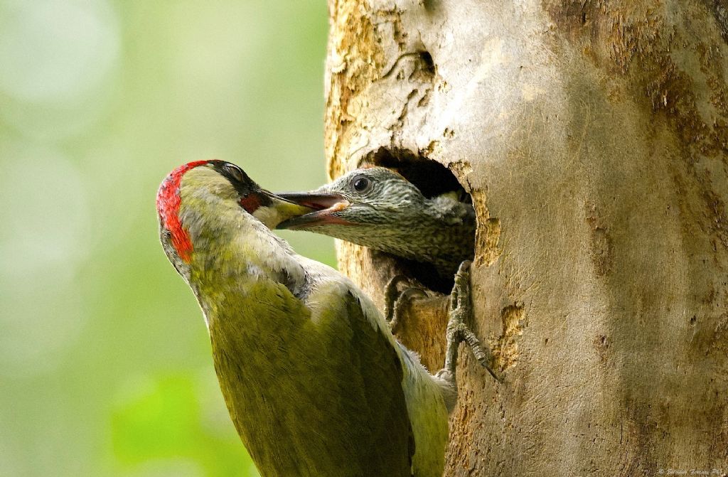 Picus viridis...